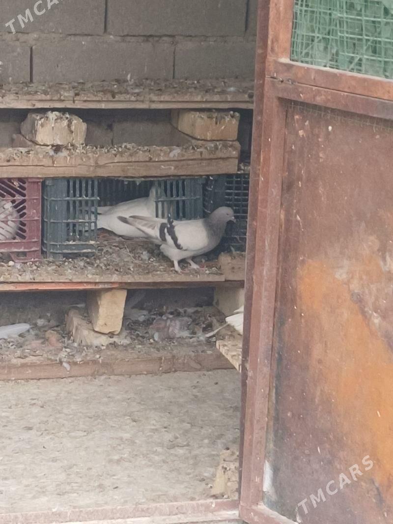 kepderi - Гызыларбат - img 5