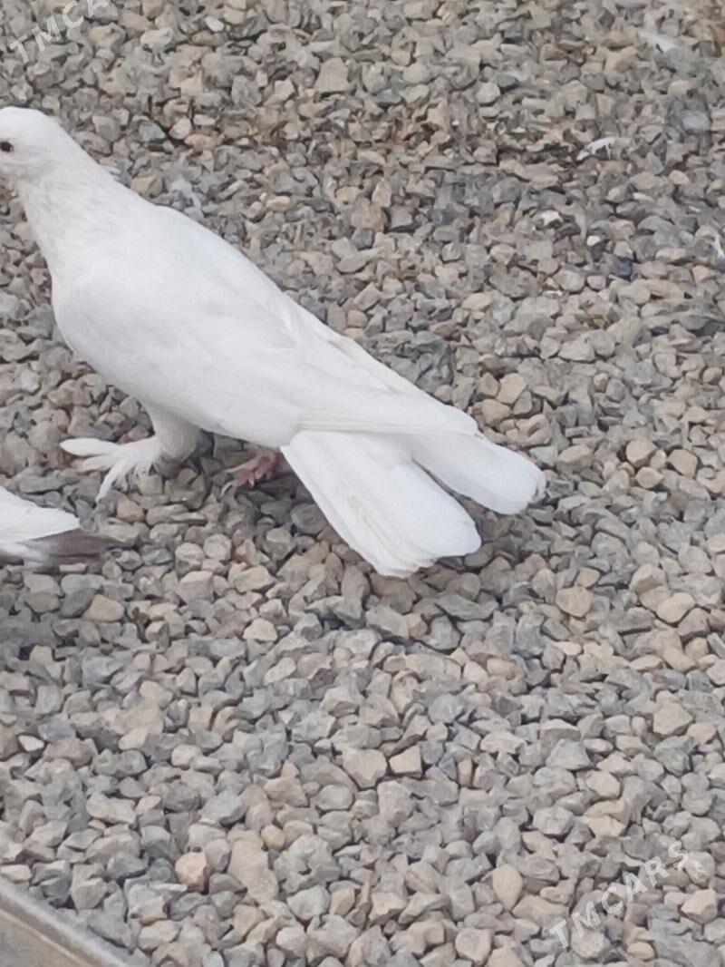 kepderi - Гызыларбат - img 1