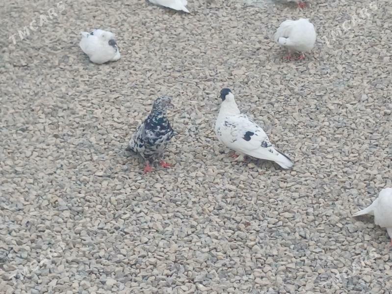 kepderi - Гызыларбат - img 7