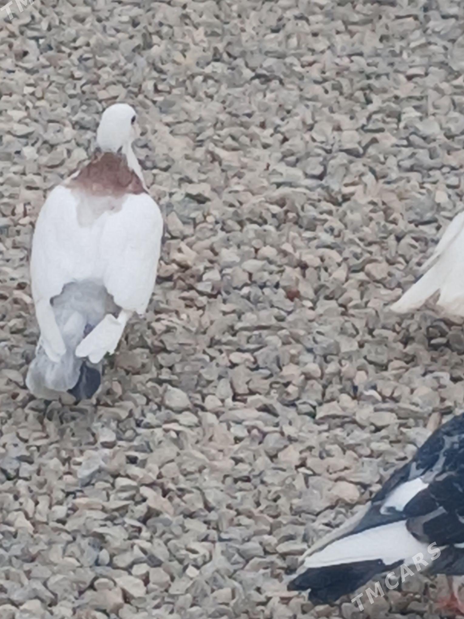 kepder - Гызыларбат - img 1