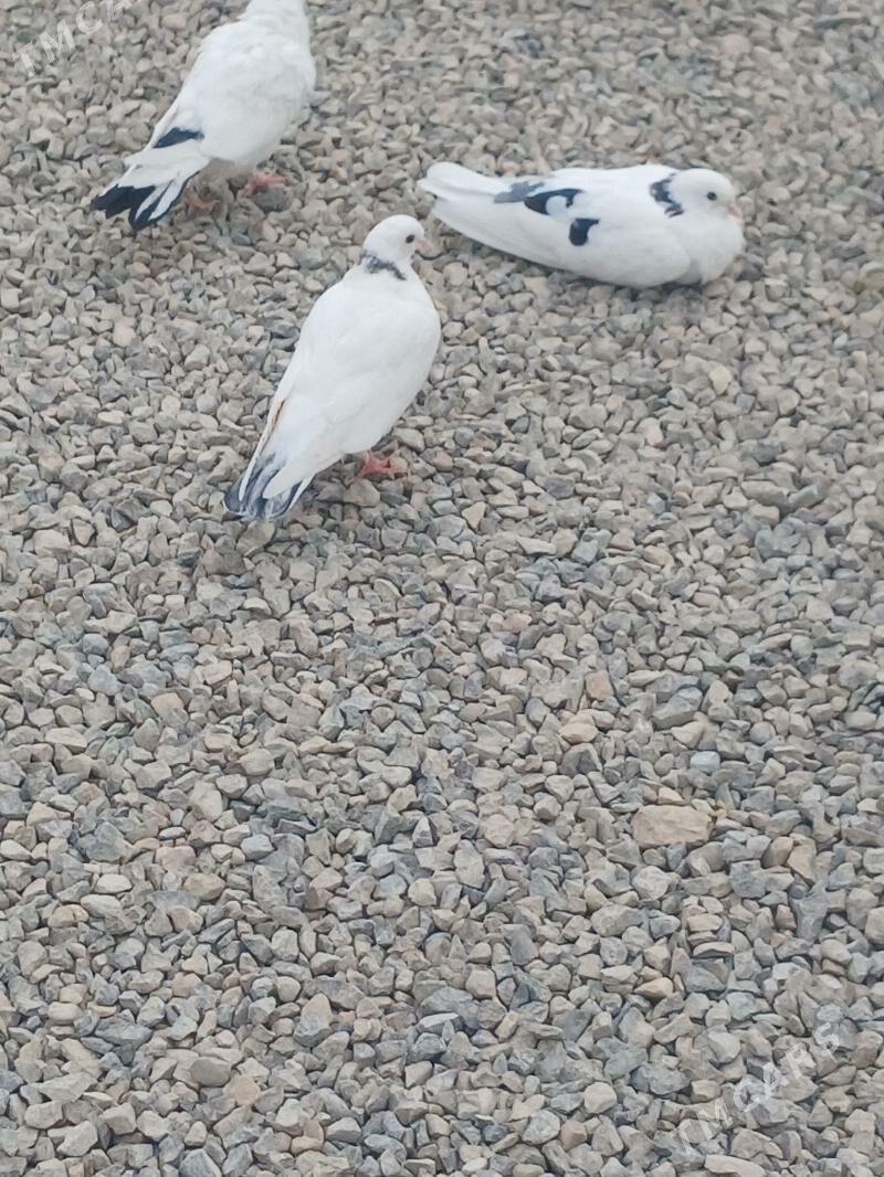 kepder - Гызыларбат - img 3