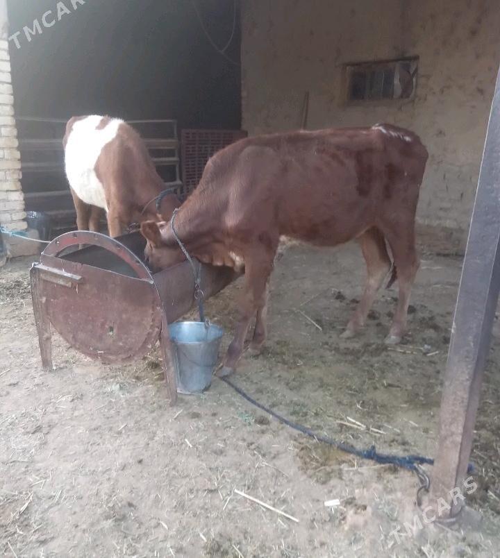 Gulajyn - Baýramaly - img 3