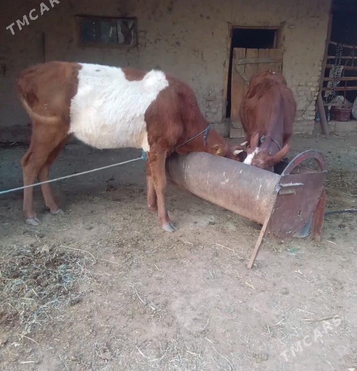 Gulajyn - Baýramaly - img 2