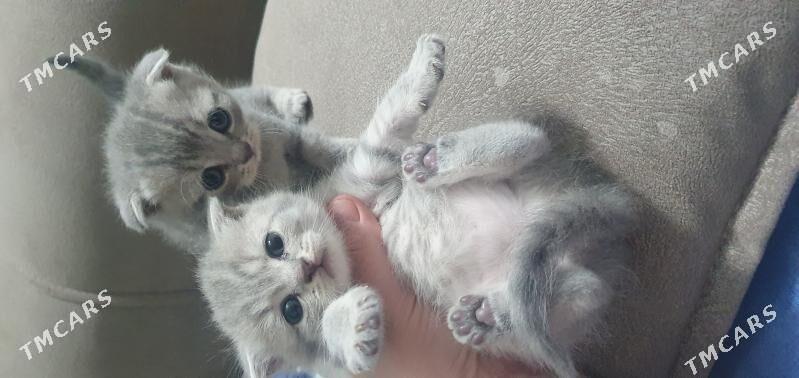 Шотландские котята - Ашхабад - img 1