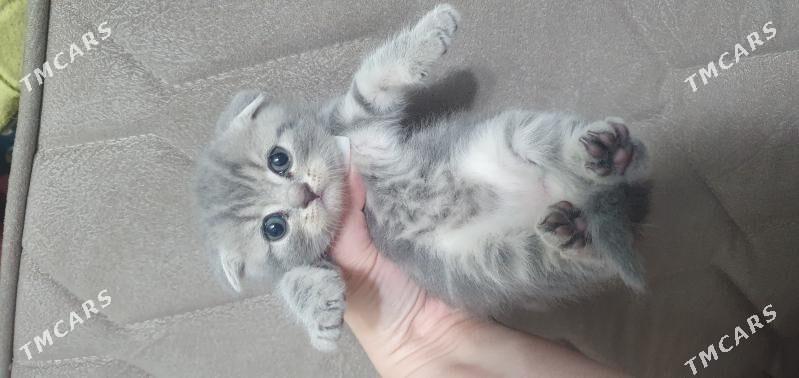 Шотландские котята - Ашхабад - img 3