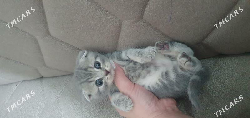 Шотландские котята - Ашхабад - img 2