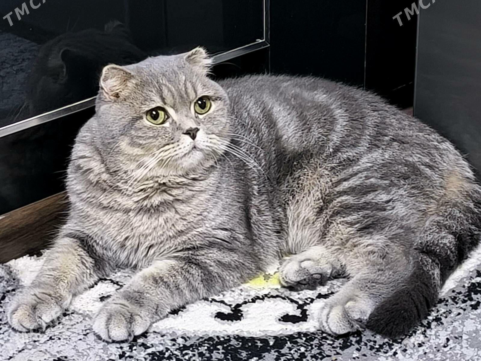 Шотландские котята - Ашхабад - img 6