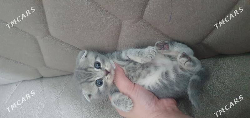 Шотландские котята - Ашхабад - img 7