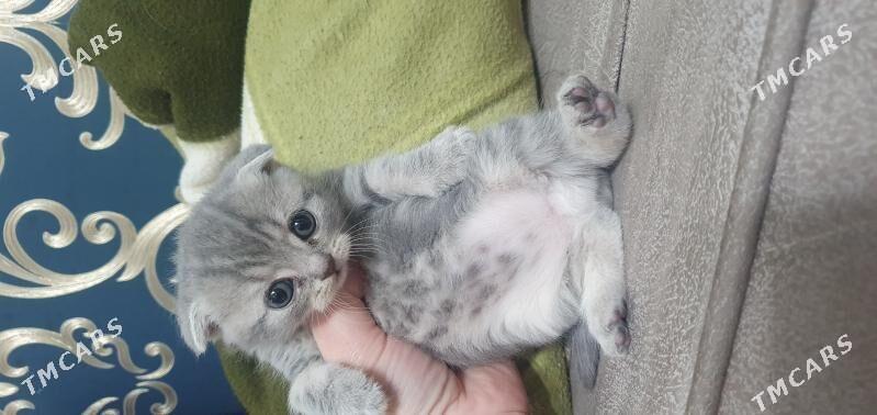 Шотландские котята - Ашхабад - img 8