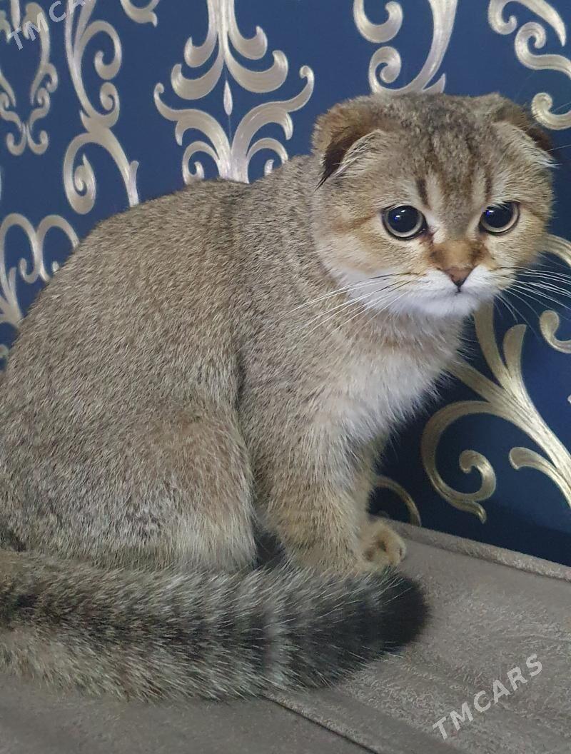 Шотландские котята - Ашхабад - img 9