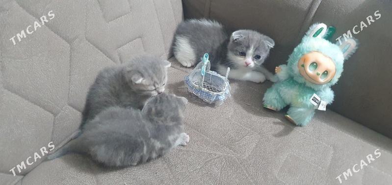 Шотландские котята - Ашхабад - img 10