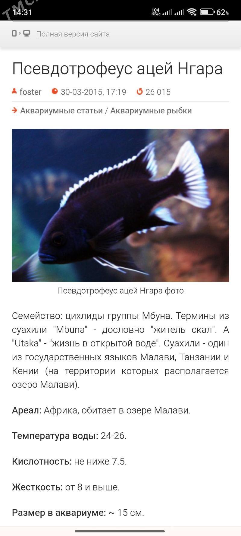Ацей Нгара - ул. Подвойского (Битарап Туркменистан шаёлы) - img 2