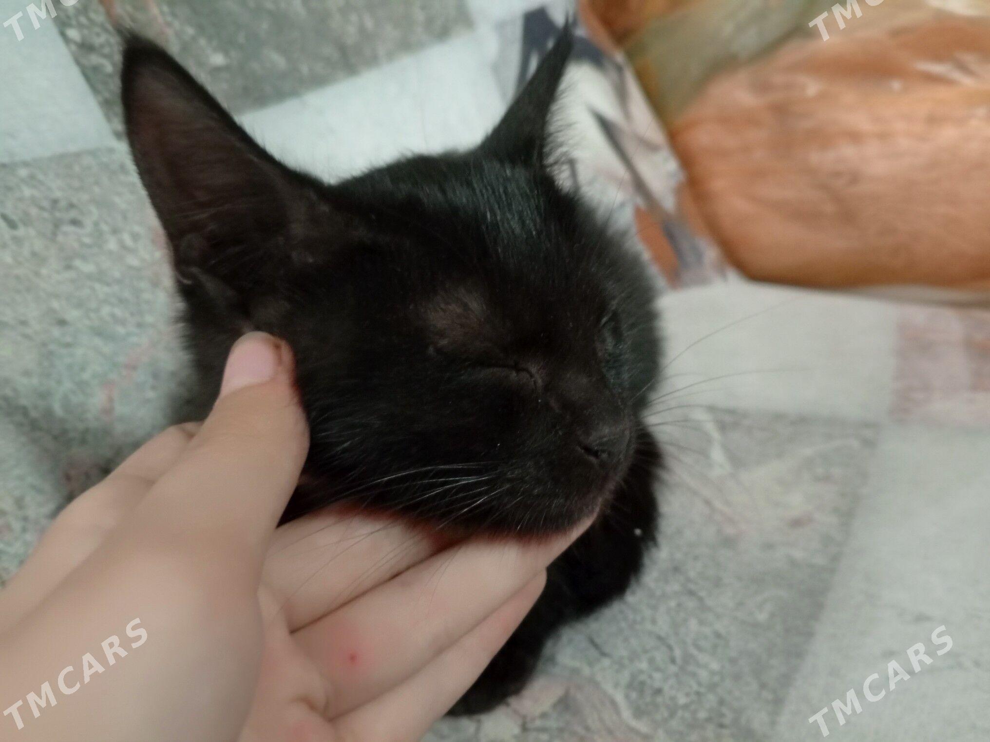 КОТЁНОК ЧЕРНЫЙ - Türkmenabat - img 2