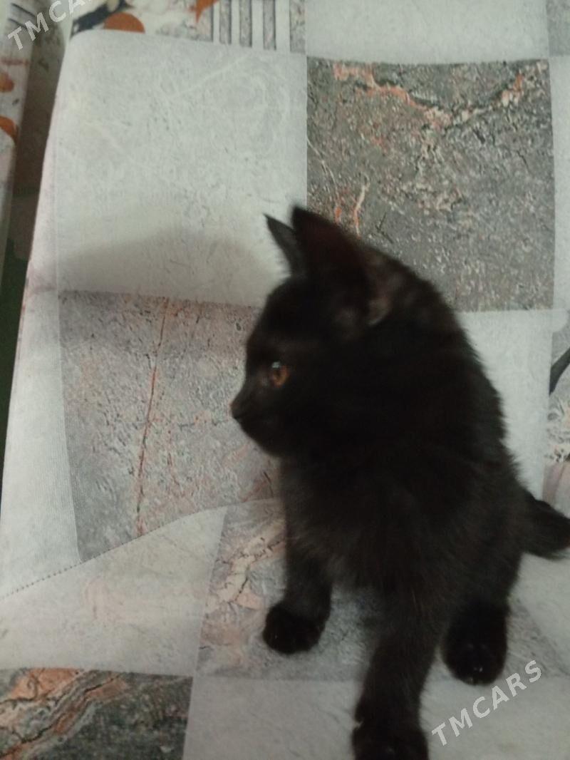 КОТЁНОК ЧЕРНЫЙ - Türkmenabat - img 3