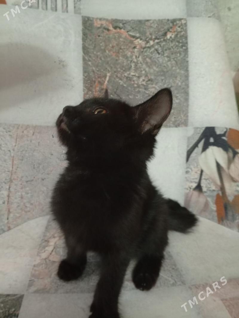 КОТЁНОК ЧЕРНЫЙ - Türkmenabat - img 4