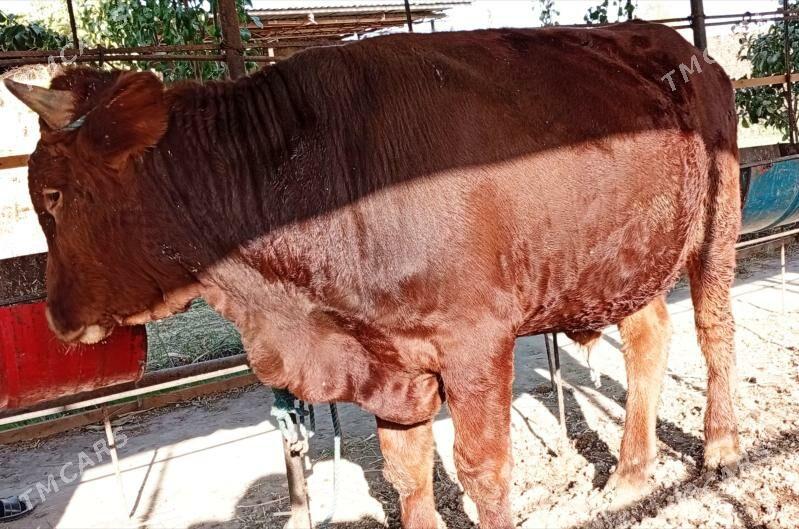 Baklyk öküzler 67 mlndan - Türkmenabat - img 5