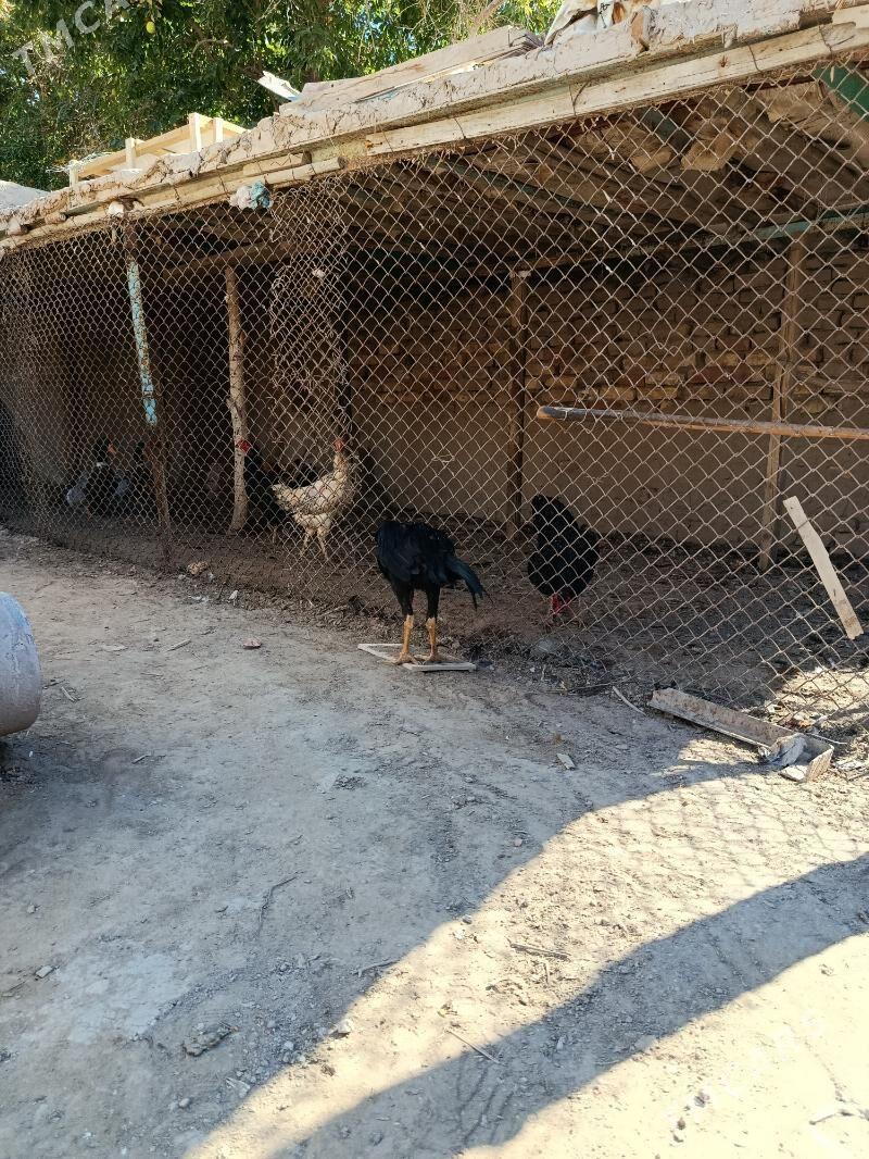paroda juyje - Şabat etr. - img 4