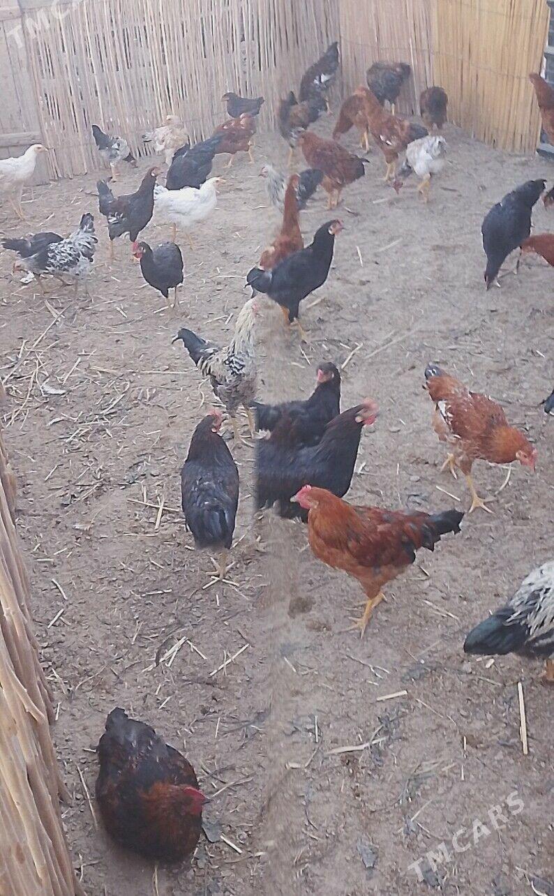 juje - Görogly (Tagta) - img 1