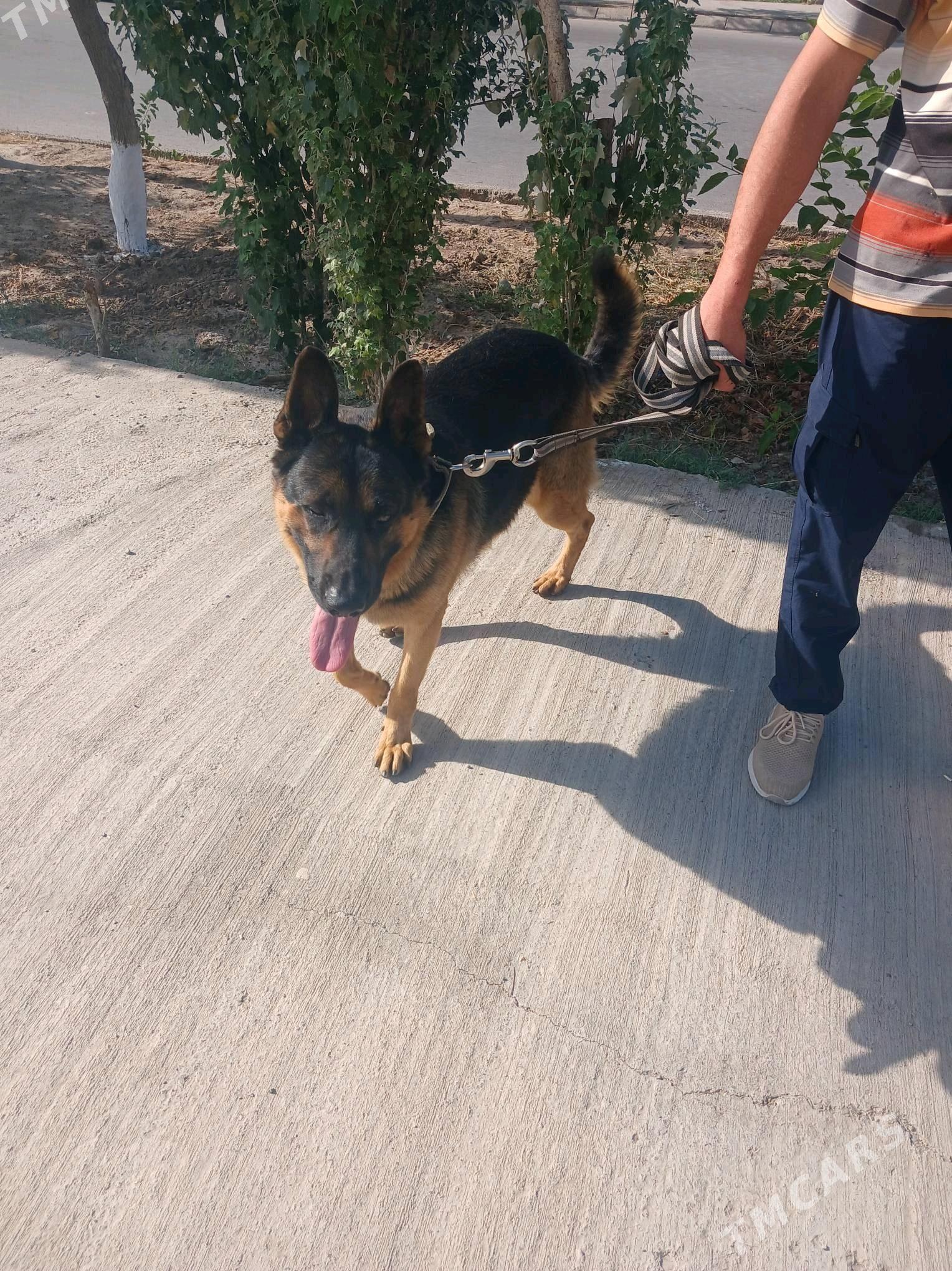 Afçarka - Туркменабат - img 2