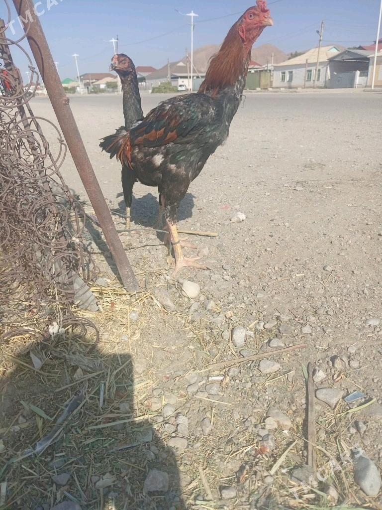 Taskent  baysok - Balkanabat - img 2