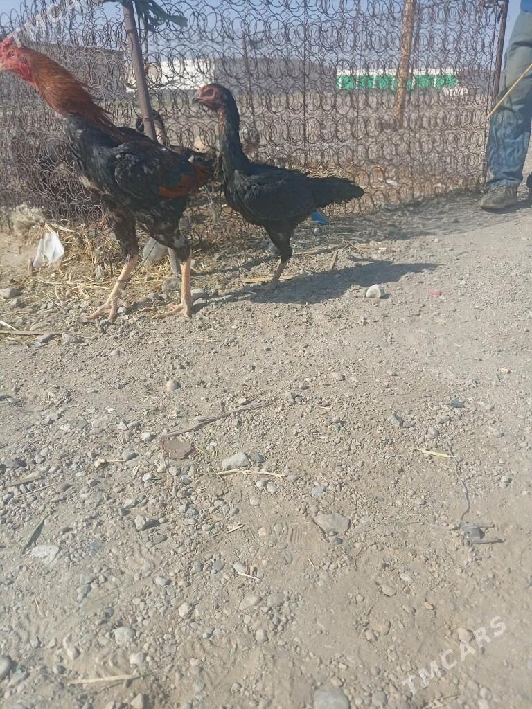Taskent  baysok - Balkanabat - img 3