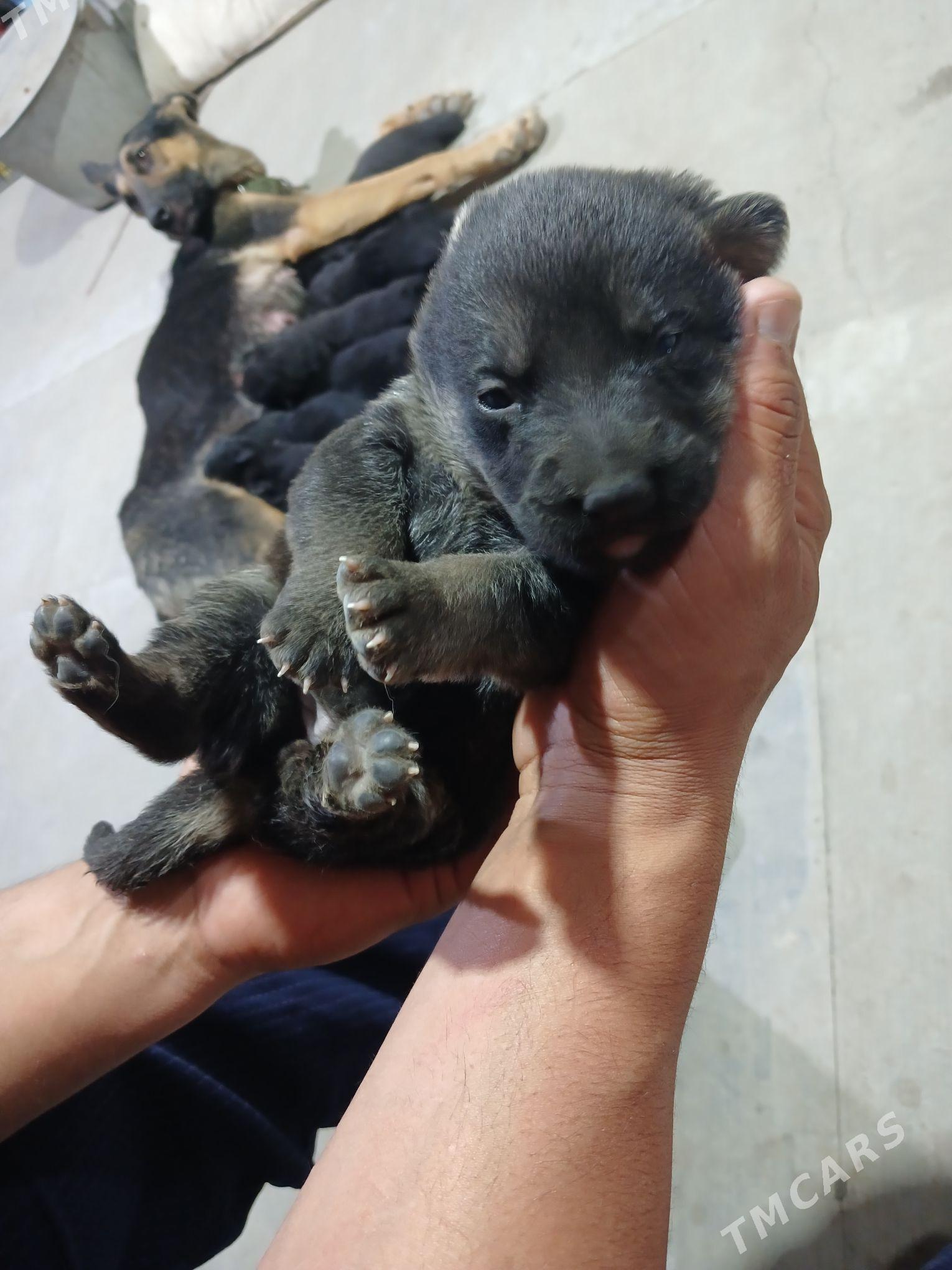 Afçarka - Туркменабат - img 4