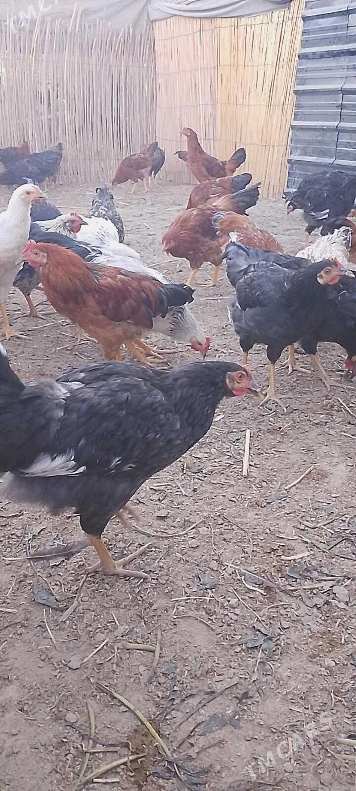 juje - Görogly (Tagta) - img 2