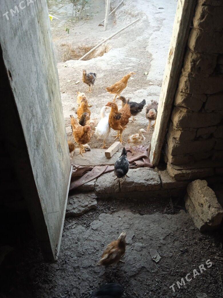 Juyje - Şabat etr. - img 2