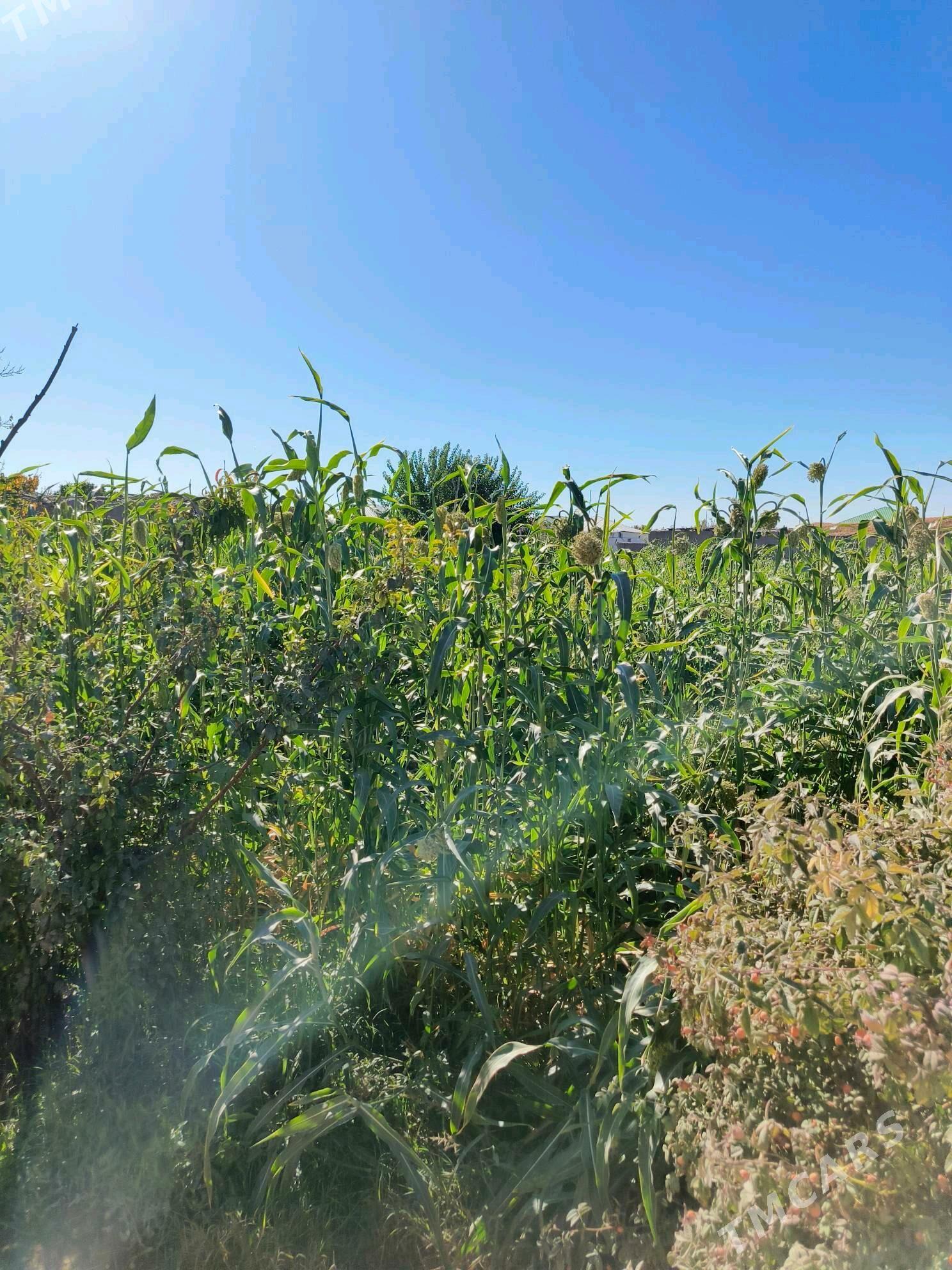 Ot. jowen - Görogly (Tagta) - img 1