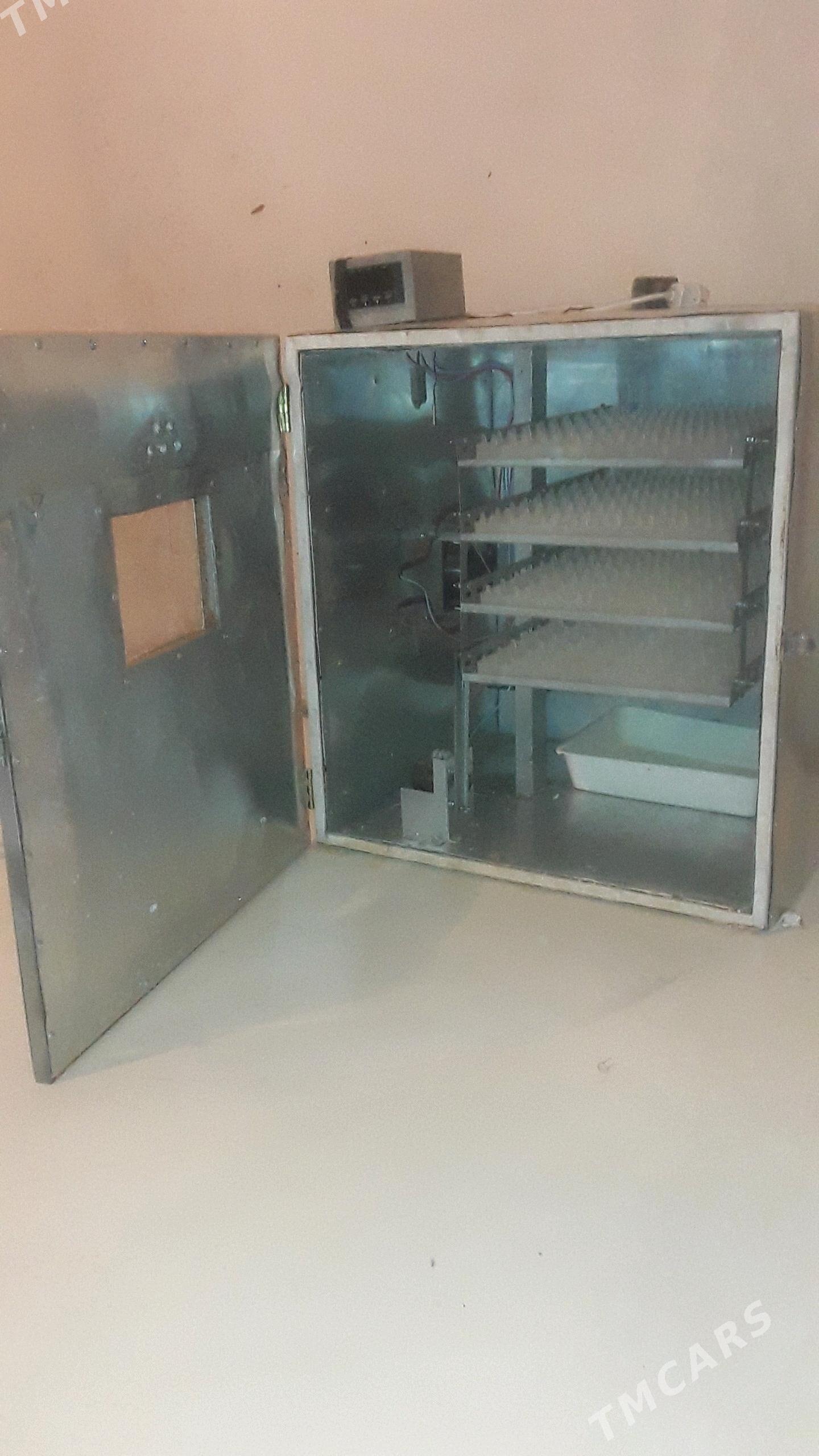 inkawator - Sakarçäge - img 4