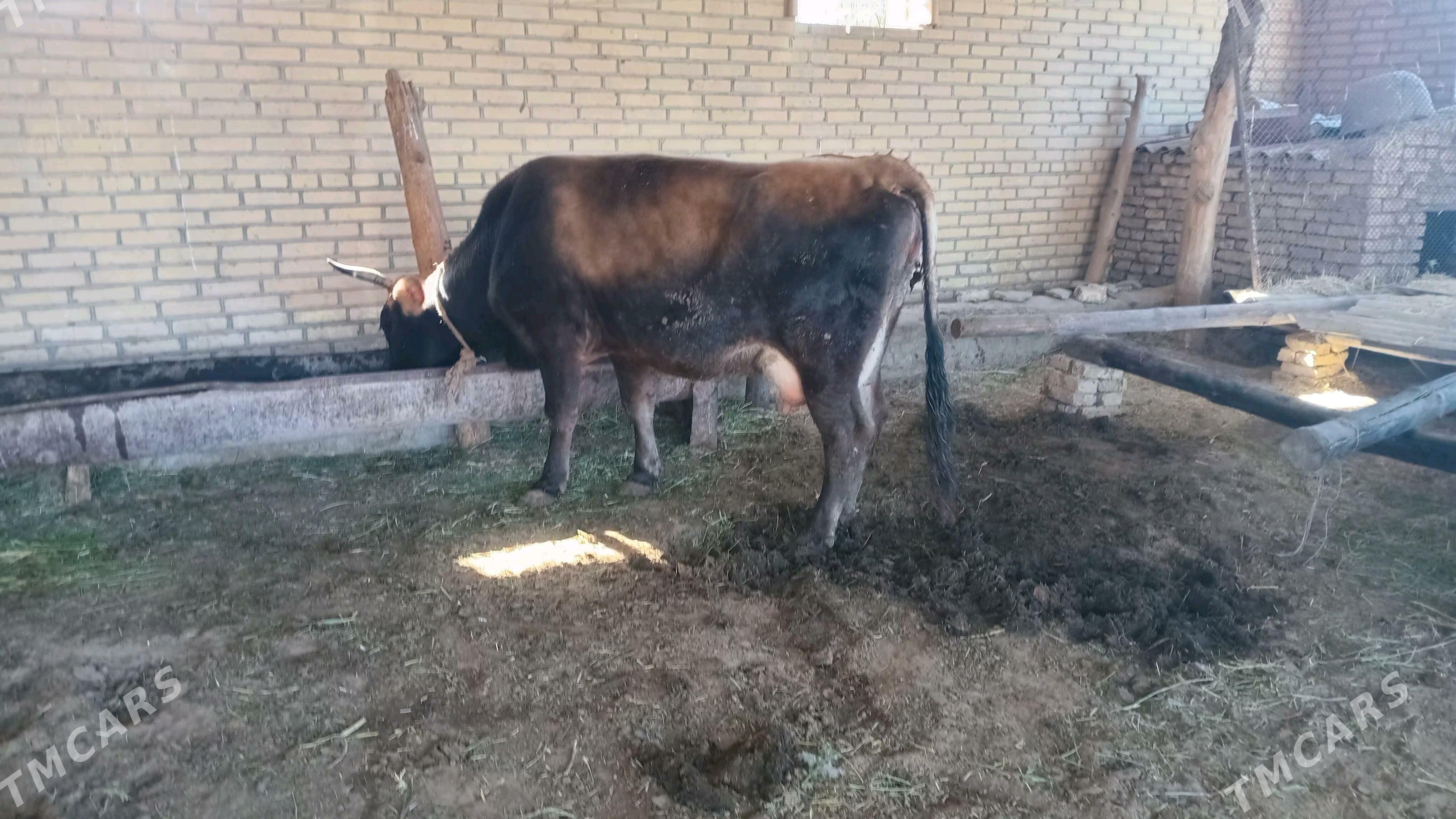 goleli sygyr - Murgap - img 2