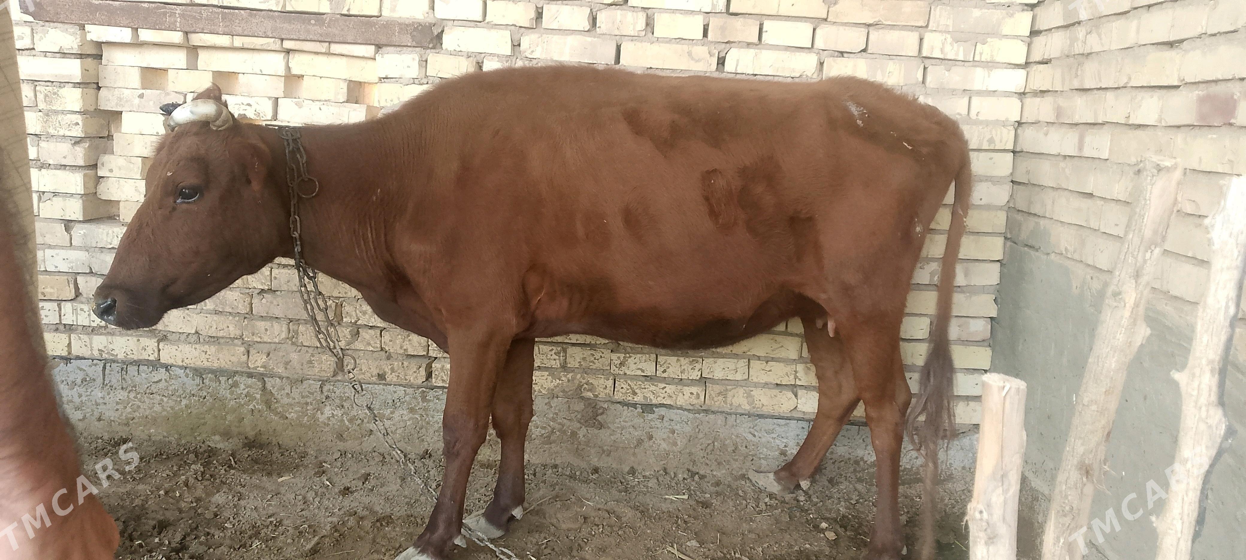 Gysyr Sygyr - Baýramaly - img 2