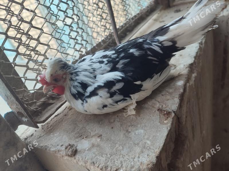 kaarlik towuklaar - Gyzylarbat - img 6