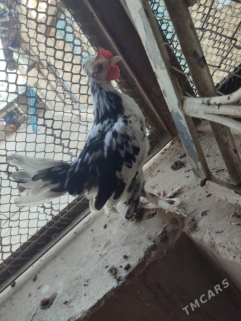 kaarlik towuklaar - Gyzylarbat - img 3