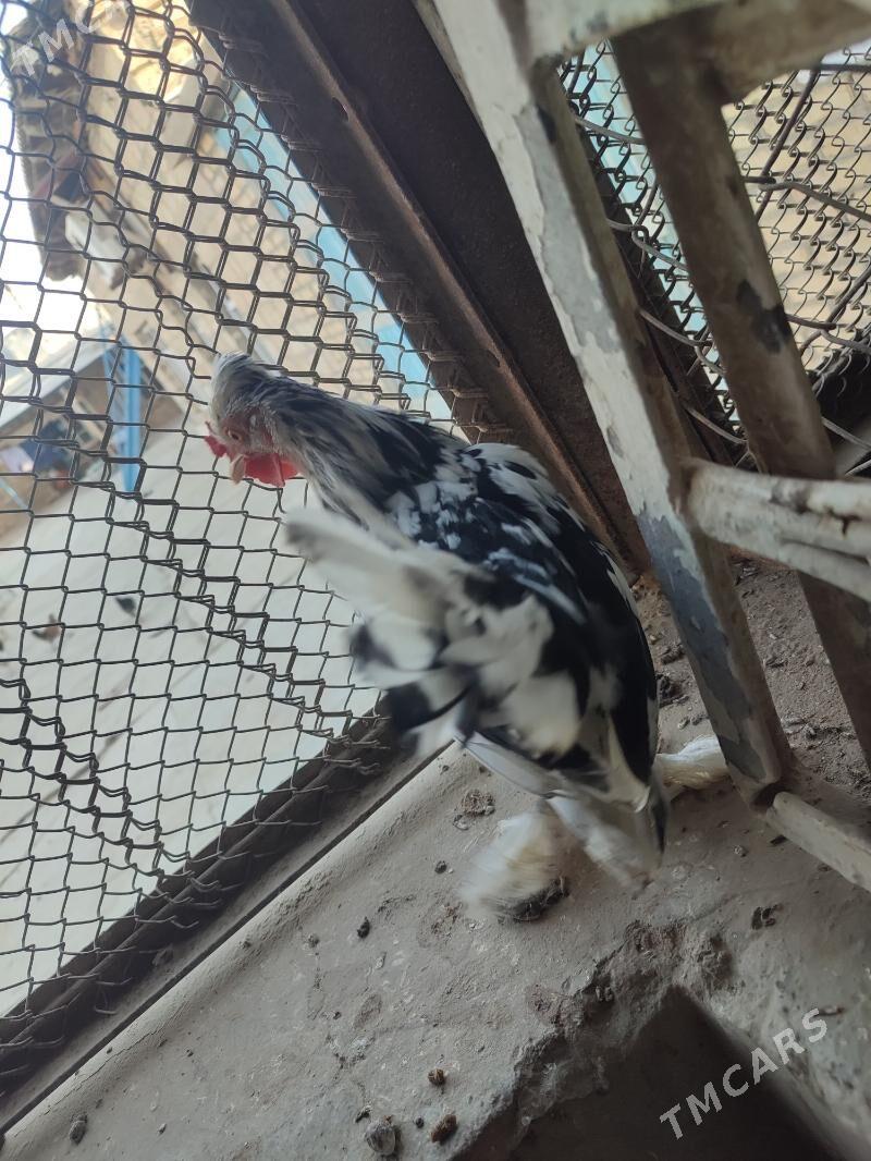 kaarlik towuklaar - Gyzylarbat - img 2