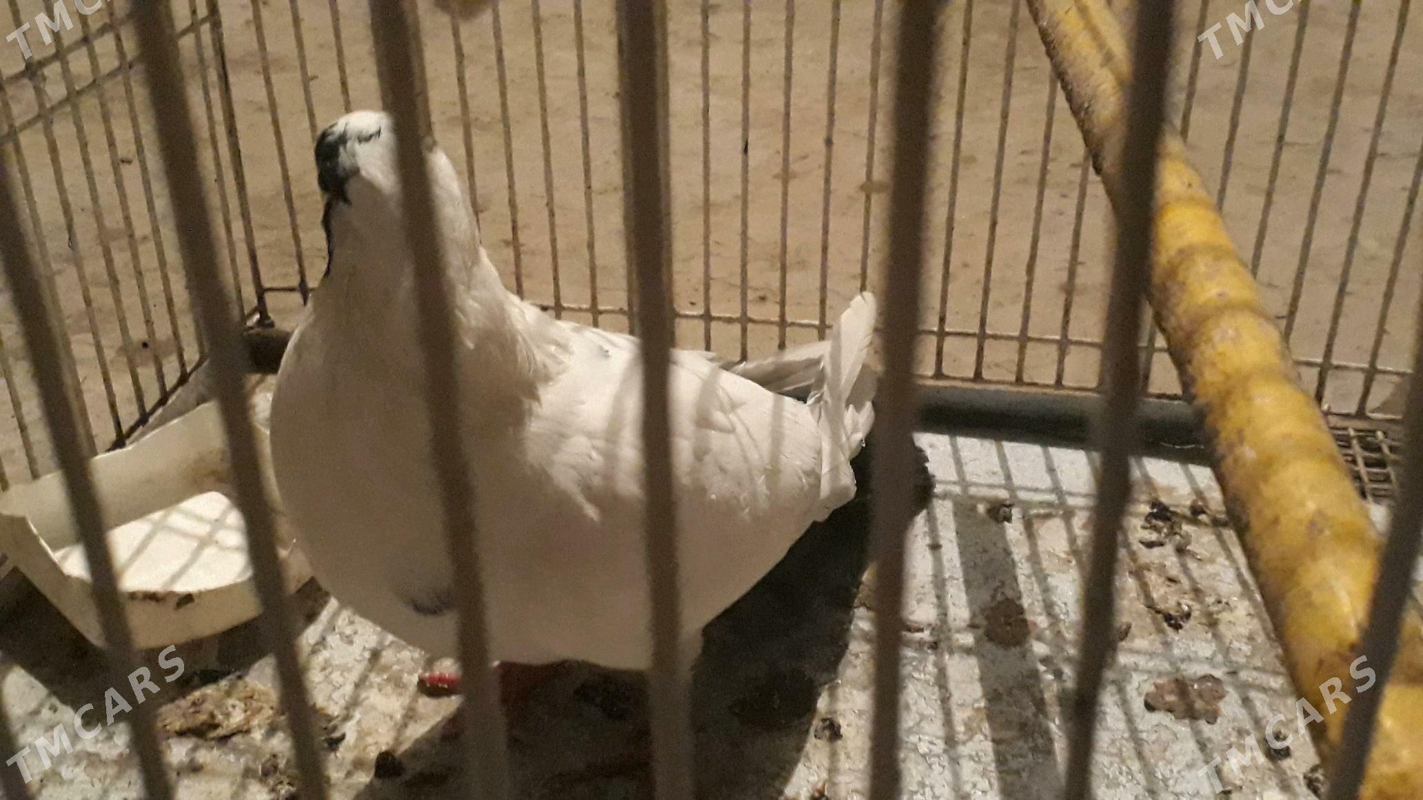 kepder - Daşoguz - img 2