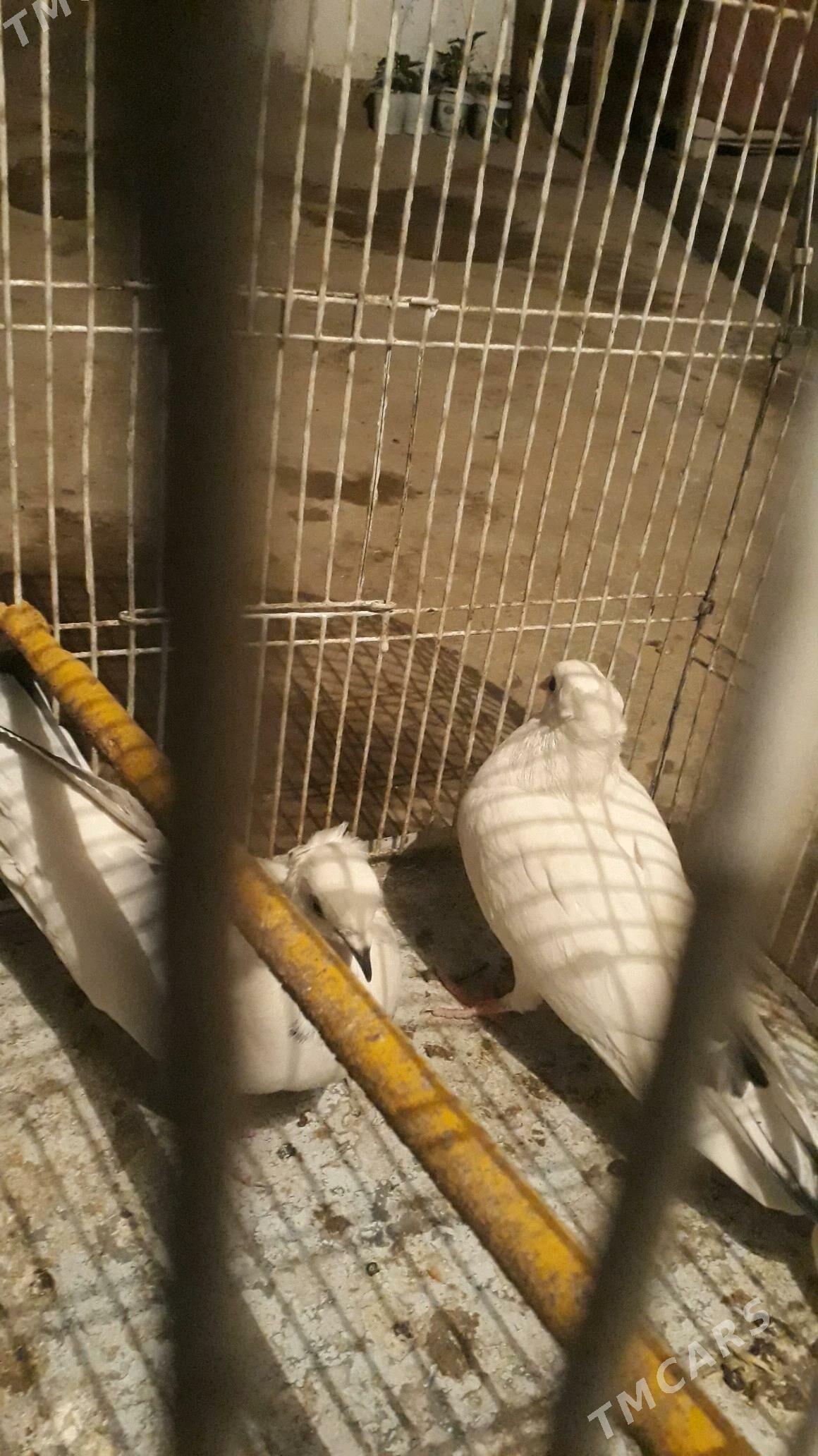 kepder - Daşoguz - img 3