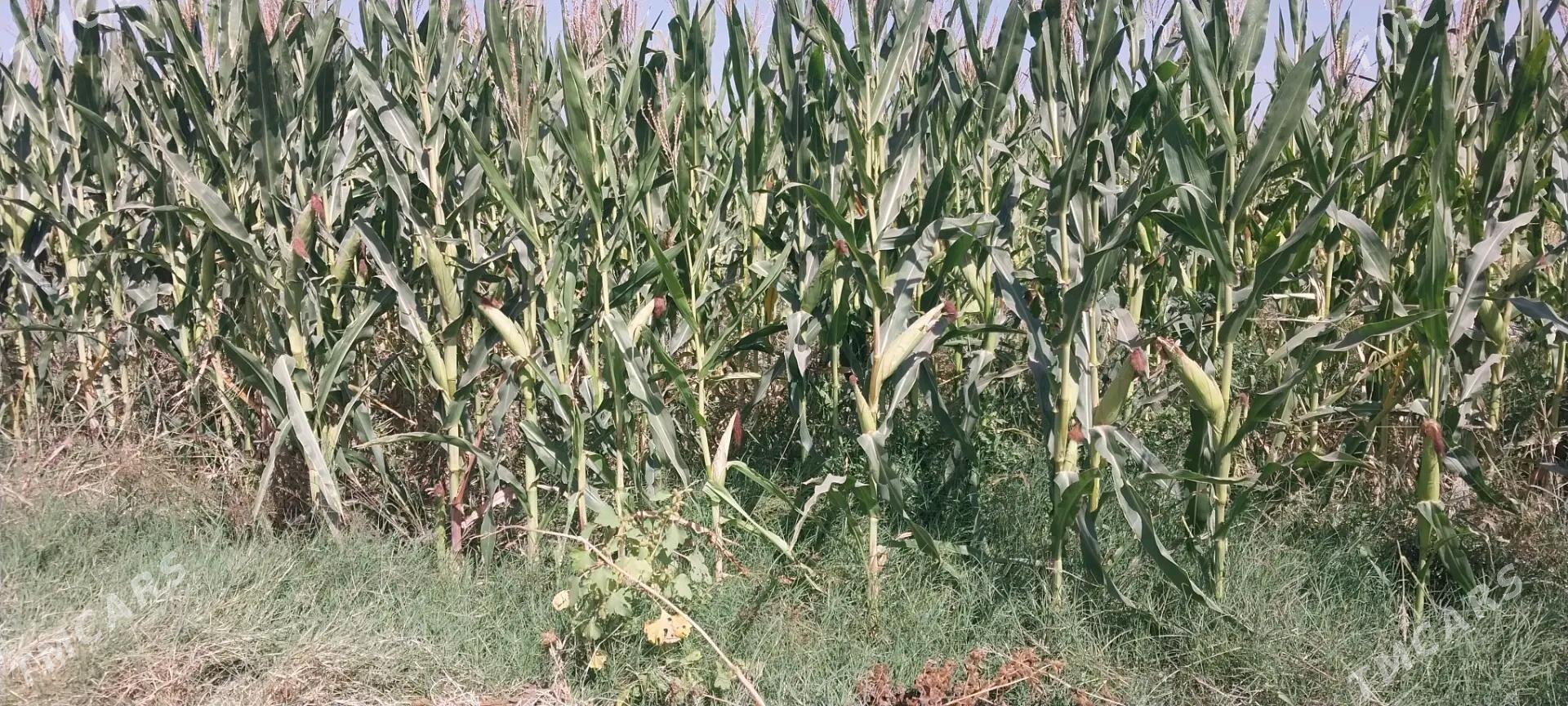 mekge - Tejen - img 2