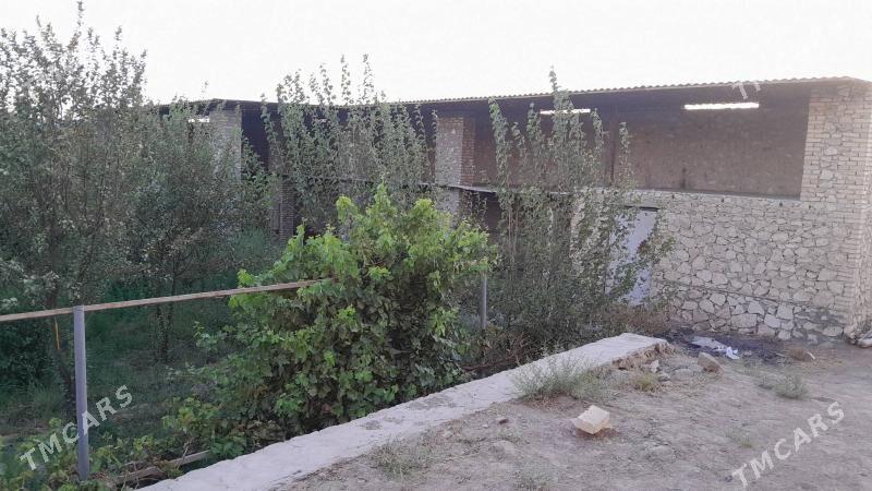 satlyk howly jaý - Dostluk - img 6