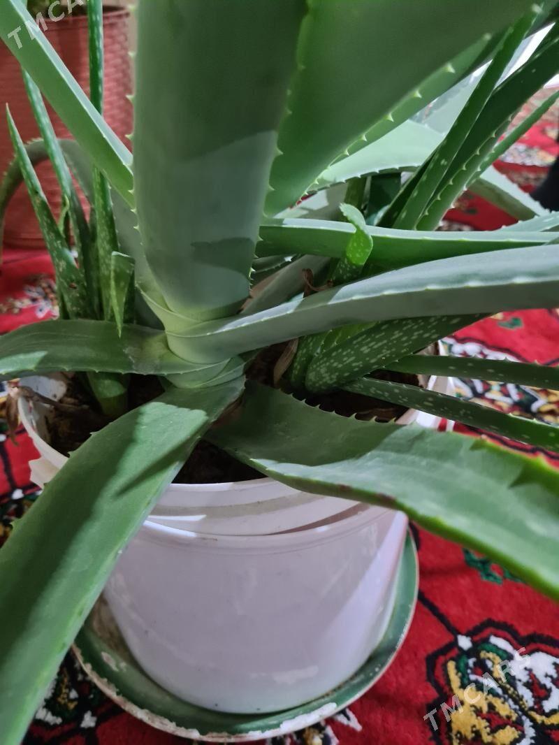 Aloe Gül - Büzmeýin - img 2