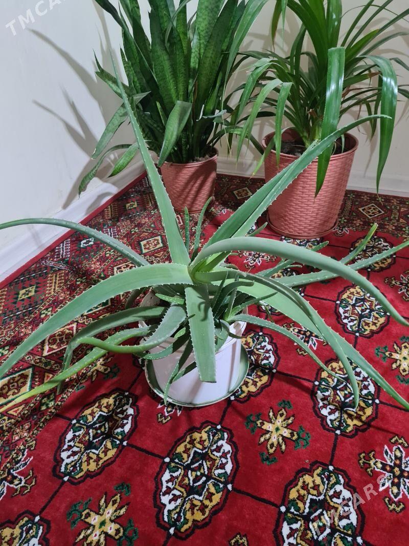 Aloe Gül - Büzmeýin - img 3