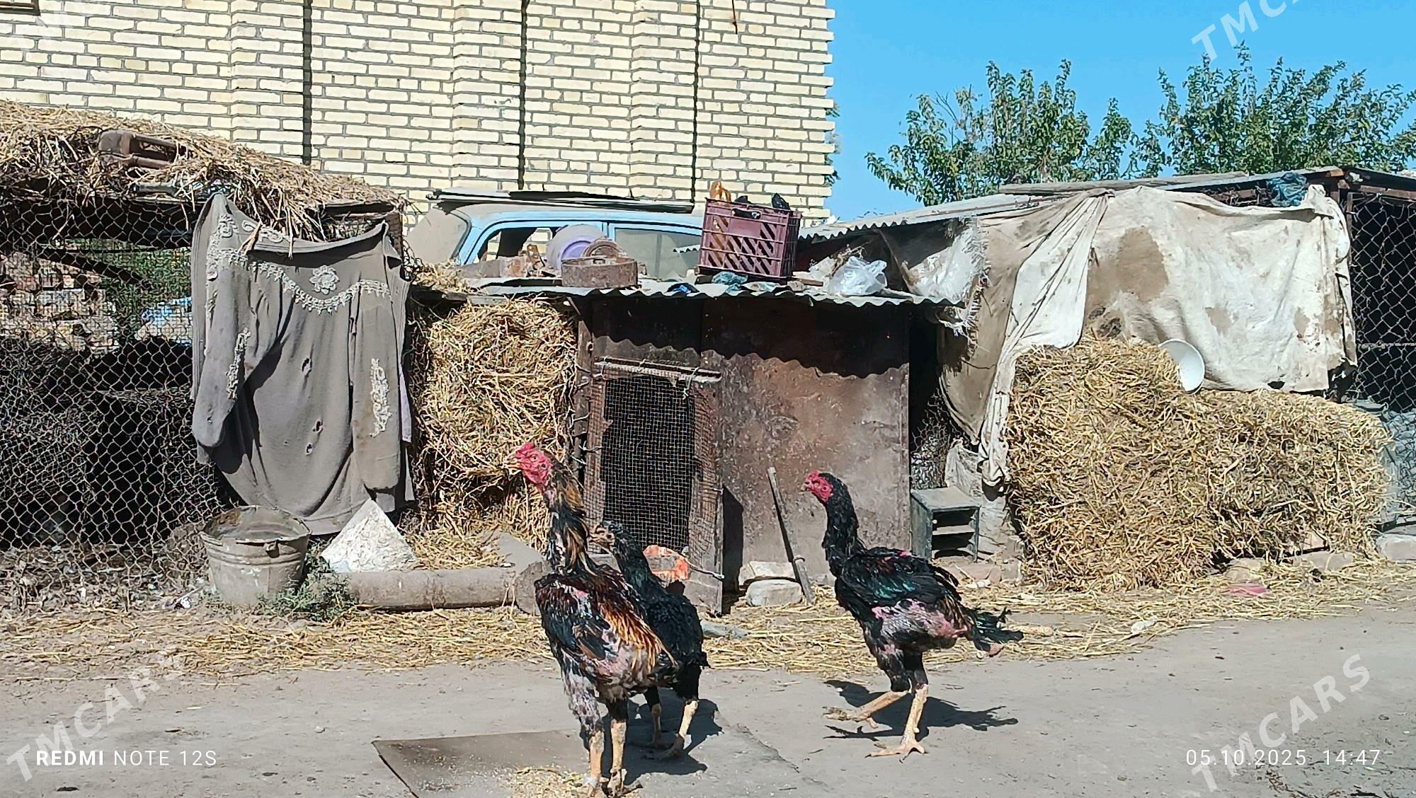 juyjeler - Дянев - img 8