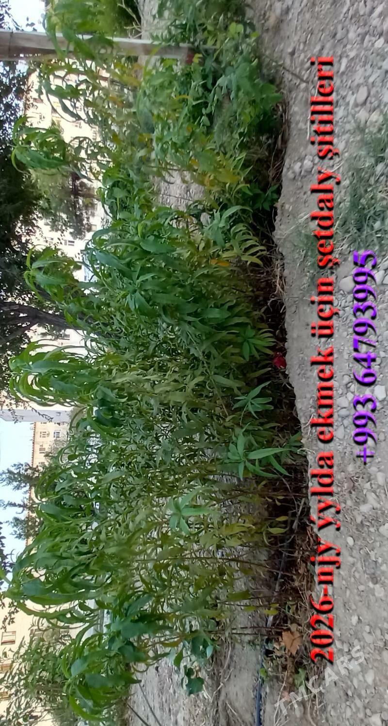 miweli agaç nahallary - Балканабат - img 1