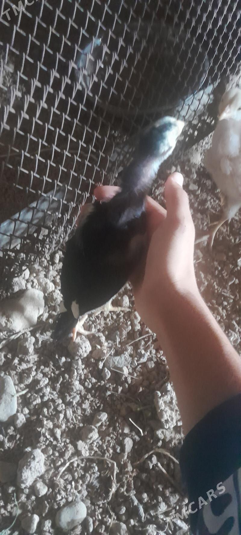 taşkent jüje - Bäherden - img 2