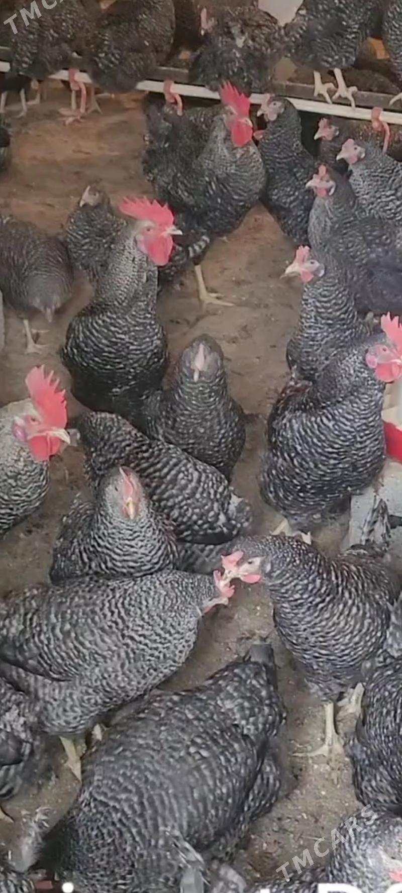 Jüje DOMINAND  D-959 - Gurtly - img 2