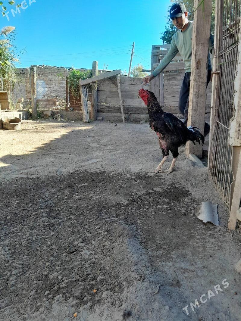 Tashkent horaz - Теджен - img 1