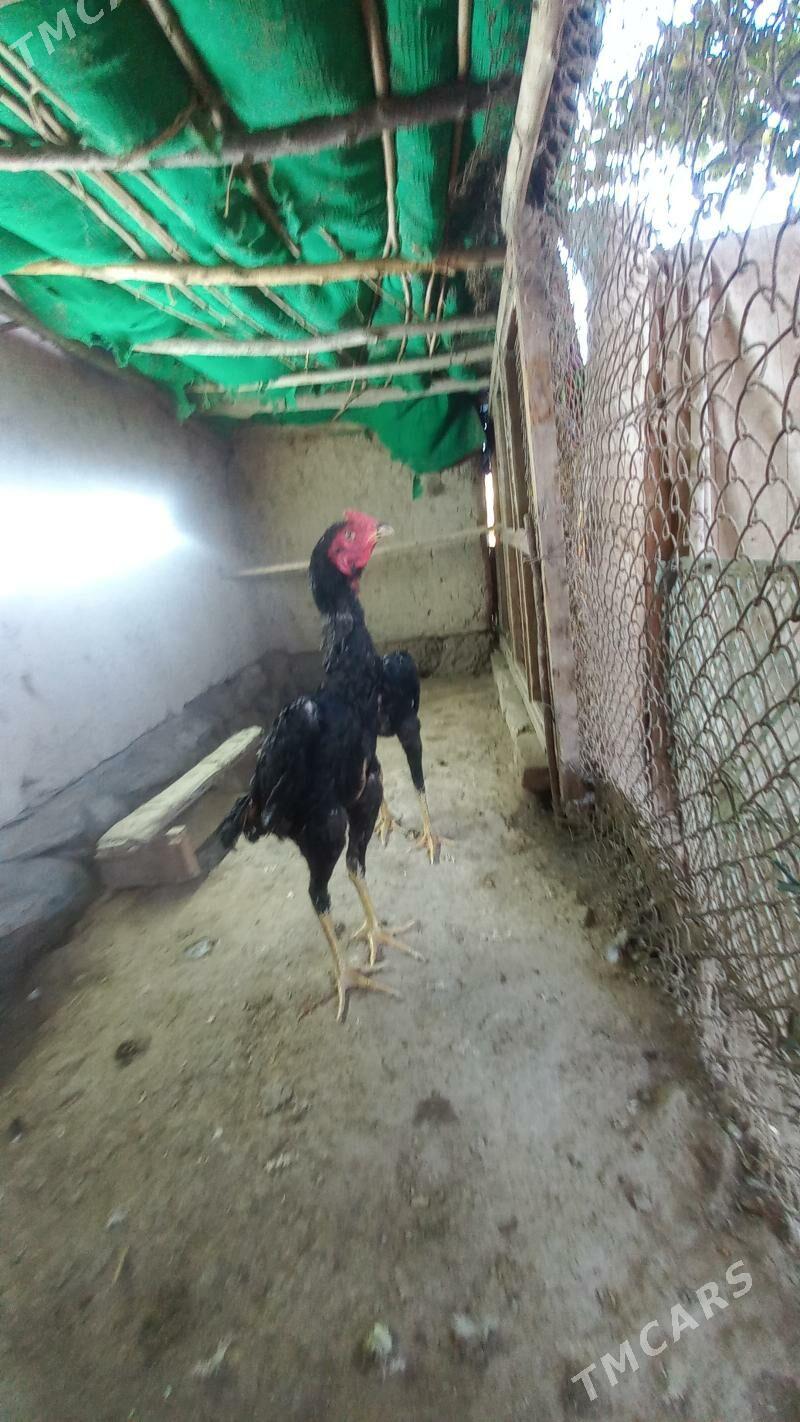 узбек тохумидан - Дашогуз - img 2