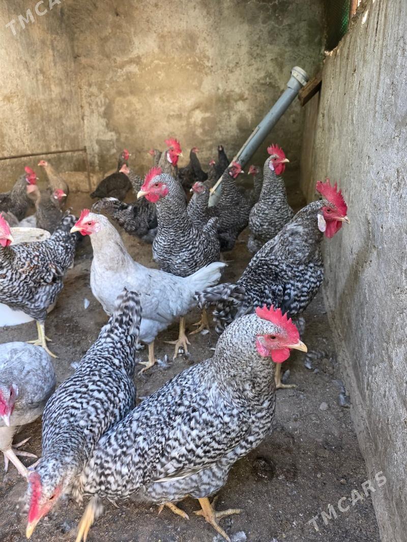 Dominant - Ашхабад - img 2