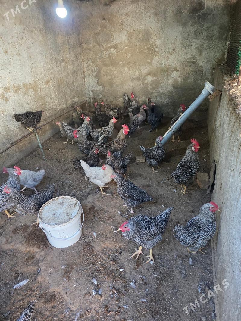 Dominant - Ашхабад - img 3