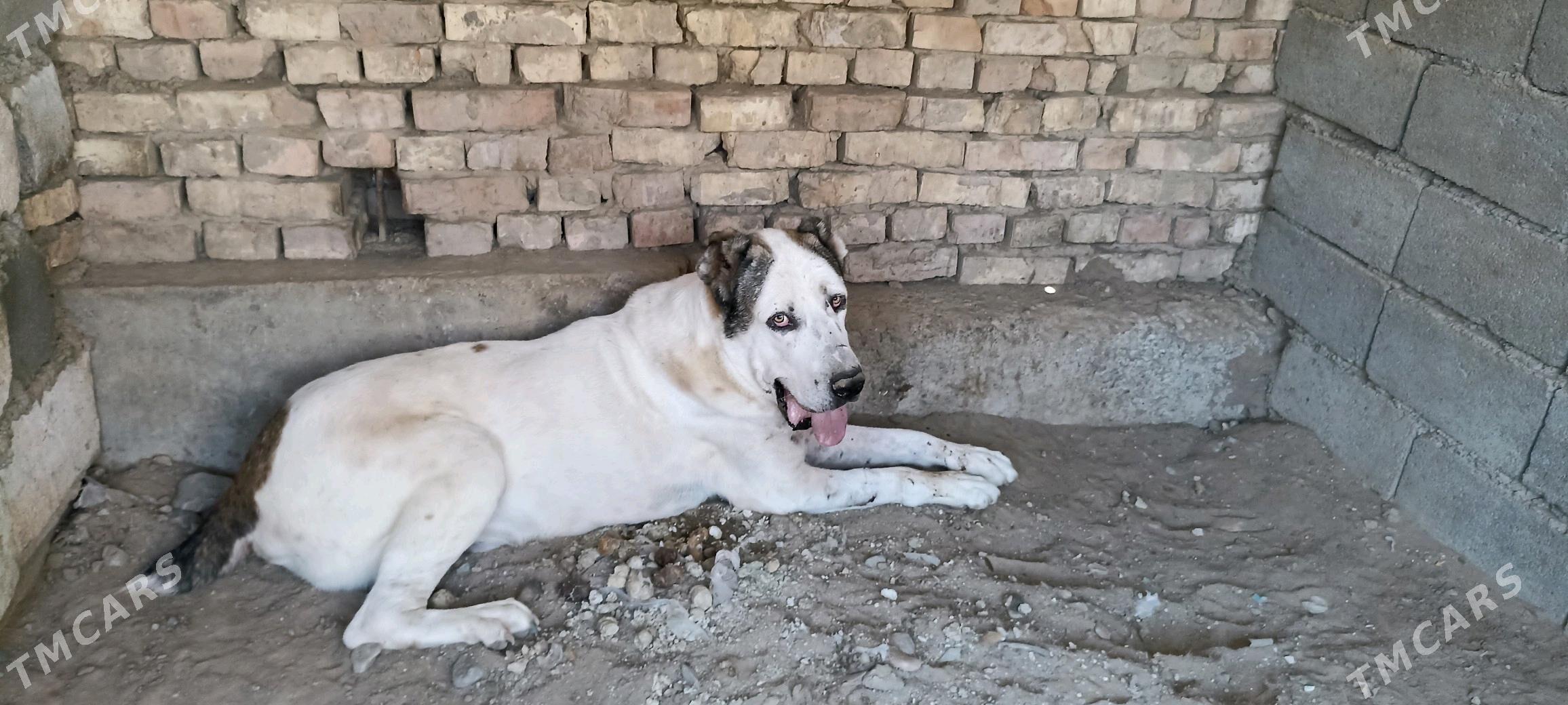 Turkmen alabay - Änew - img 1